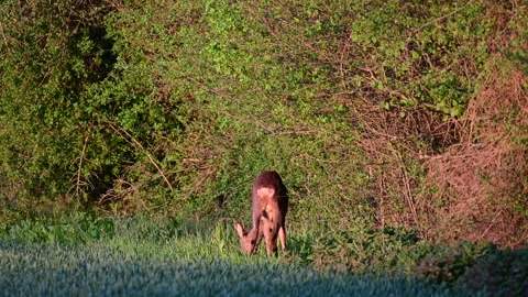 Roe buck grazing on the field in front of a hedge, spring Stock Footage 150498182
