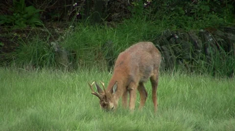 Roe Buck grazing Stock Footage 47744520