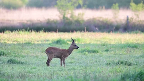 Roe buck grazing on the meadow and watch, spring Stock Footage 155890514