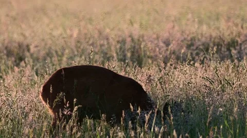 Roe buck grazing in the meadow with backlight and watch, summer Stock Footage 157383169
