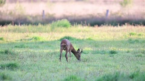 Roe buck grazing on the meadow, spring Stock Footage 155890550