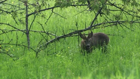 Roe buck grazing on a meadow in spring Stock Footage 308010015