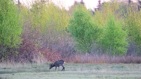 Roe buck grazing on the moor meadow, spring Stock Footage 150498121