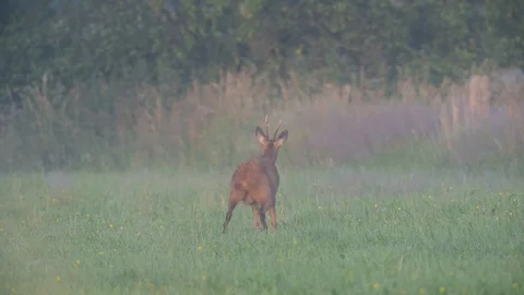 Roe buck have a problem with insects, summer Stock Footage 88352329