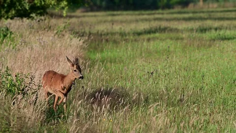 Roe buck lie down on the meadow and look for the female, summer Stock Footage 116600769