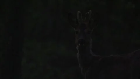 Roe buck is looking alertly at the camera in the dark   Stock Footage 308009967