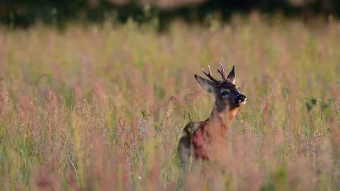 Roe buck is looking and smell, summer Stock Footage 80978087