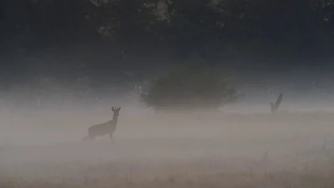 Roe buck is looking in fog, spring Stock Footage 80979512