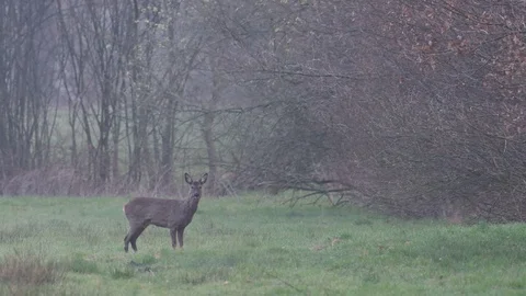 Roe buck is looking, meadow, spring Stock Footage 93172198