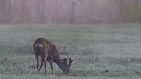 Roe buck is looking from the meadow, spring Stock Footage 93174994