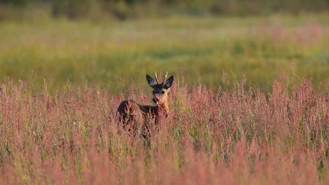 Roe buck is looking out of the meadow, summer Stock Footage 80823995