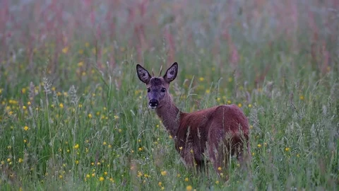 Roe buck is looking out of the meadow, summer Stock Footage 80978895