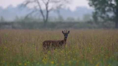Roe buck is looking out of the meadow, summer Stock Footage 81430164