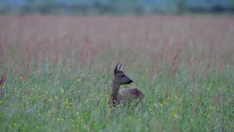 Roe buck is looking out of the meadow, summer Stock Footage 81778313