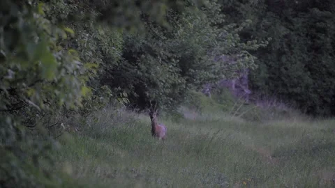 Roe Buck Making Eye Contact and Running Away Vídeos de archivo 334676721