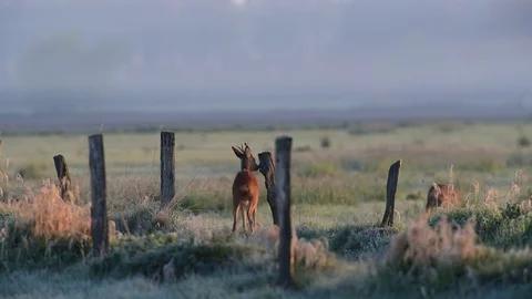Roe buck is mark a fence post, spring Video stock 79610832