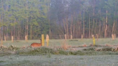 Roe buck is mark a fence post, spring Stock Footage 79633276