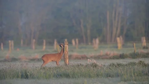 Roe buck is mark a fence post, spring Stock Footage 80808153