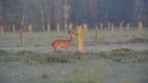 Roe buck is mark a fence post, spring Video stock 80819913