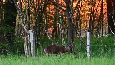 Roe buck mark a fence post at sunrise, spring Stock Footage 154809547