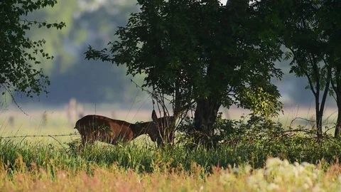 Roe buck is mark a tree, spring Video stock 80820872