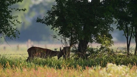 Roe buck is mark a tree, spring Stock Footage 80823750