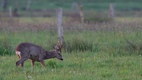 Roe buck in the meadow Stock Footage 75806404