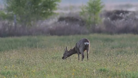 Roe buck  on the meadow Stock Footage 75806694