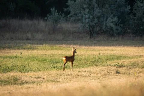 Roe buck in a patchwork meadow, antlers lit by evening sun 스톡 사진