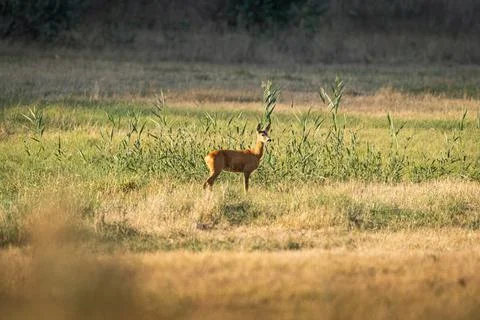 Roe buck in a patchwork meadow, antlers lit by evening sun 스톡 사진