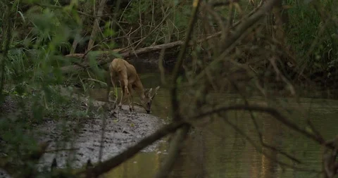 Roe buck at a river Stock Footage 102946109