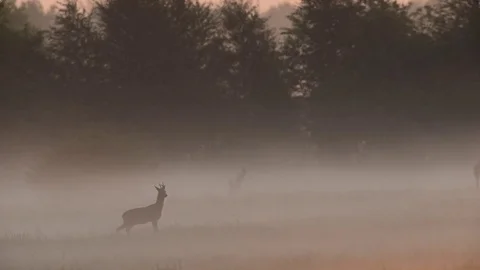 Roe buck run over the meadow with fog, spring Stock Footage 81159061