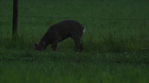 Roe buck scrapes out a bedding spot at dusk Stock Footage 308009968