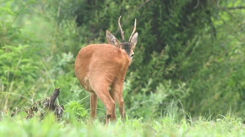 Roe buck scratching it's back Stock Footage 94912584