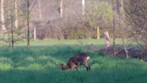 Roe buck standing in the field and clean her fur, spring Stock Footage 116533989