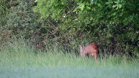 Roe buck standing in front of a hedge and clean their leg, spring Video stock 157382747