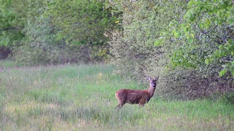 Roe buck standing on the meadow and clean their fur, spring Stock Footage 155890586