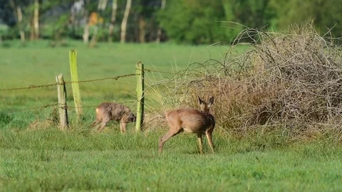 Roe buck standing on the meadow, spring Stock Footage 80819982