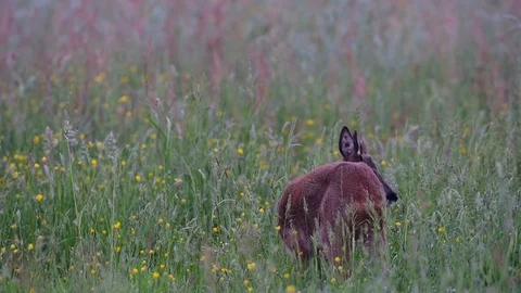 Roe buck standing on the meadow, summer Stock Footage 80980140