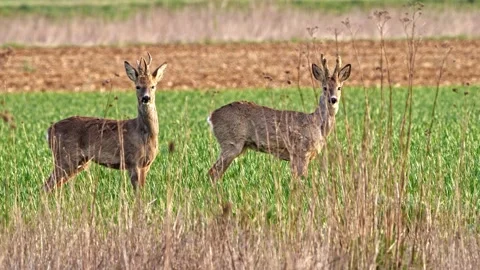 Roe Bucks Staring at Camera – 4K Sharp Close-Up Stock-Footage 320170535