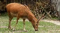 Roe (Capreolus capreolus) HD Footage