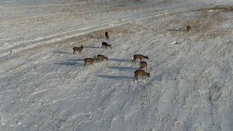 Roe dears Stock Footage 101367405