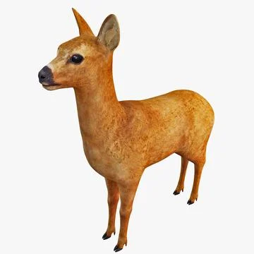Roe Deer 3D Model