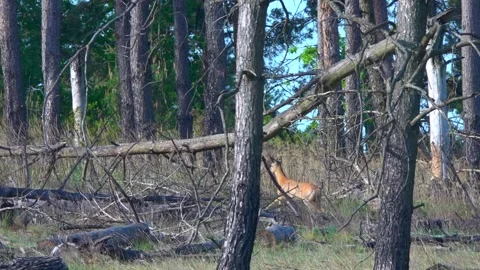 A roe deer among the trees. Stock Footage 338118923