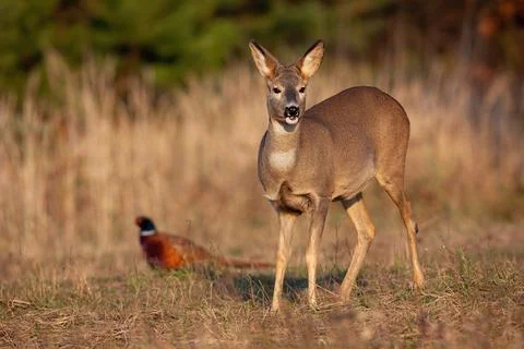 Roe deer and common pheasant standing on field in autumn Stock Photos