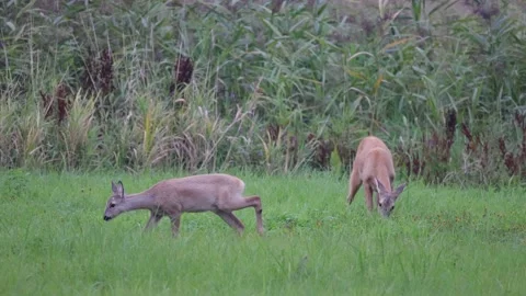 Roe deer and cubs on a meadow, 4K slomo Video stock 169785716