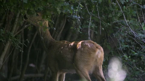 Roe deer and her cub Stock Footage 138484191