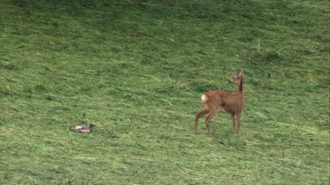 Roe deer and its dead fawn on a hay meadow  Stock Footage 276162015