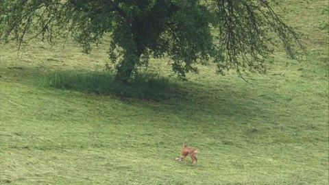 Roe deer and its dead fawn on a hay meadow  Stock Footage 276162020
