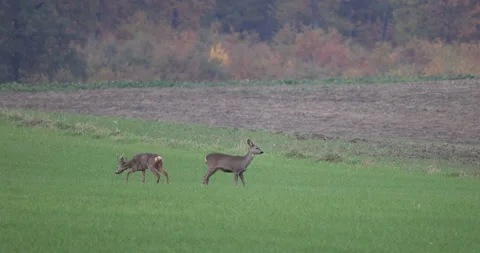 Roe deer are looking for food in the field, 4K slow motion Stock Footage 166229434